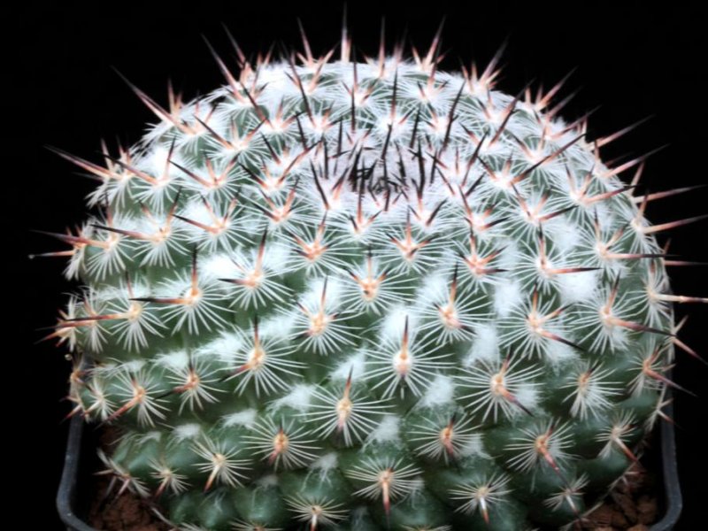 Mammillaria albata v. sanciro MBF 146