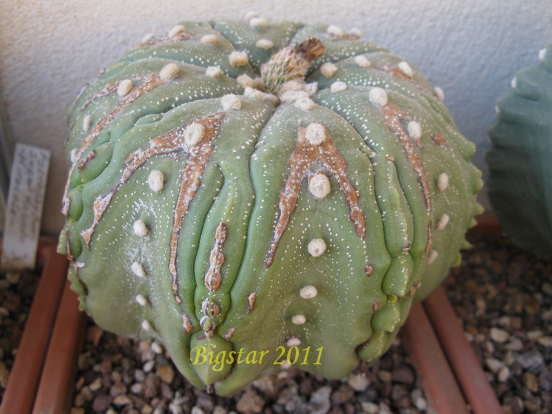 Astrophytum asterias cv. fukuryu star shape 