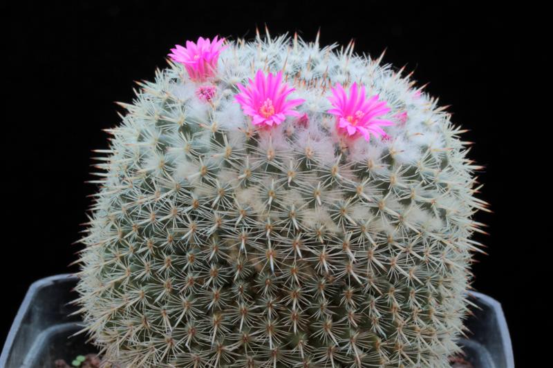 Mammillaria geminispina ssp. leucocentra REPP 1049