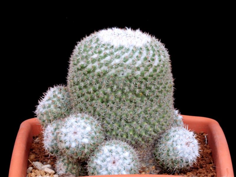 Mammillaria hahniana v. werdermanniana 