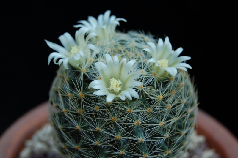 Mammillaria schiedeana ssp. dumetorum 