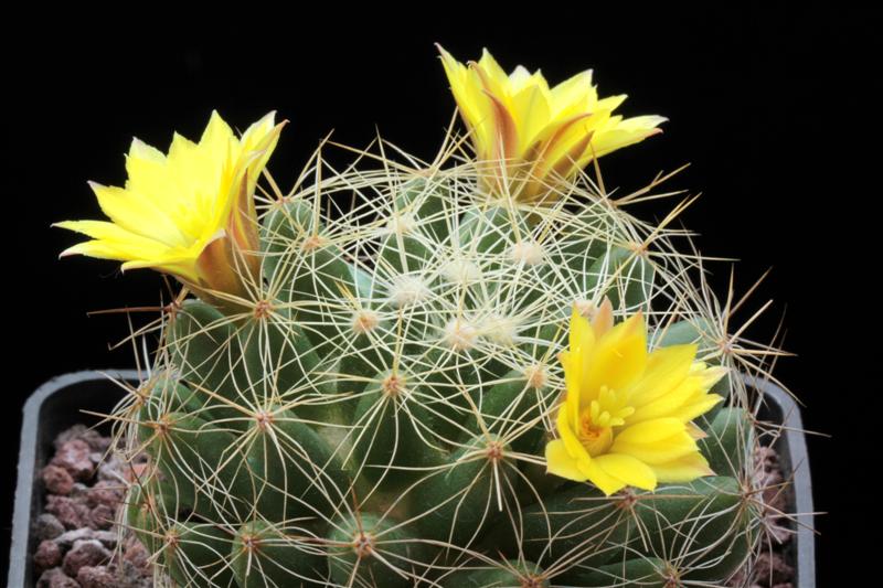 Mammillaria sphaerica 