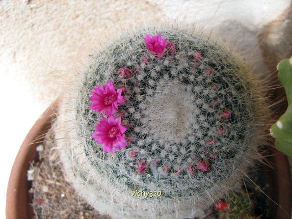 Mammillaria hahniana 