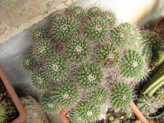 Mammillaria vallensis 