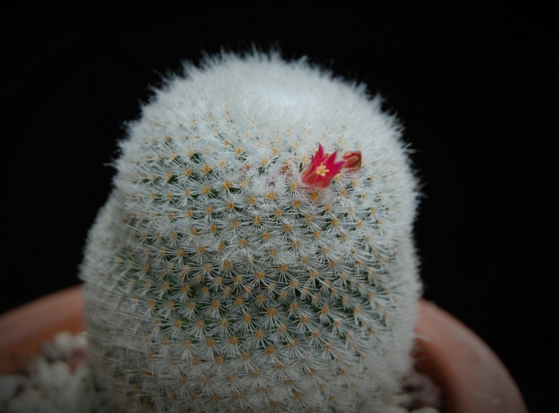 Mammillaria albilanata 