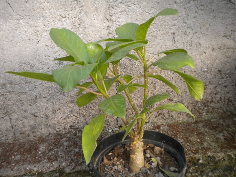 Phytolacca dioica 