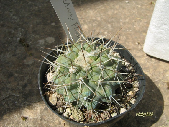 Copiapoa grandiflora 