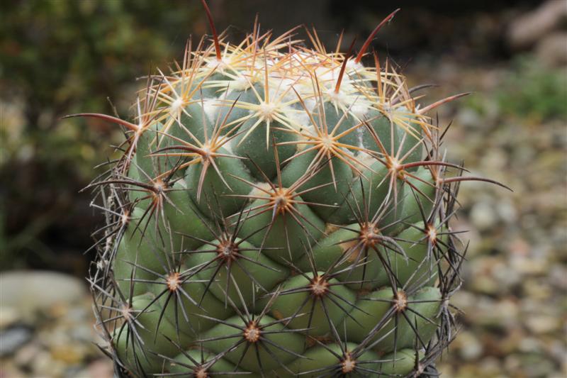 Coryphantha cornifera 