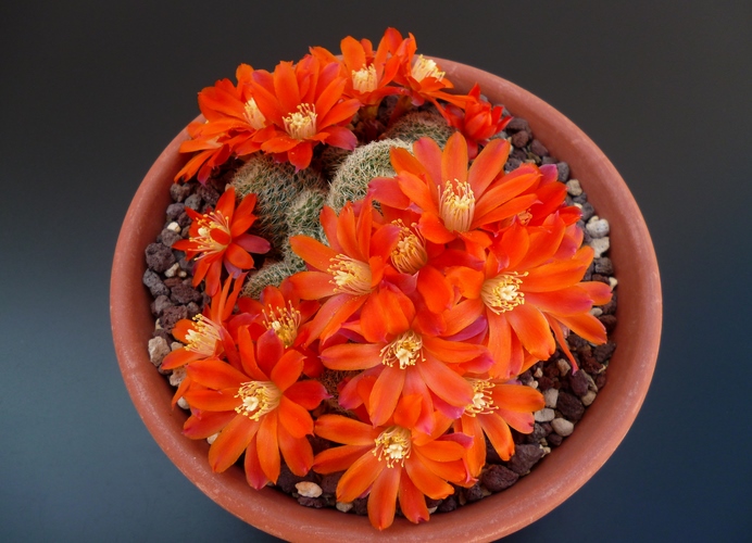 Rebutia theresae 