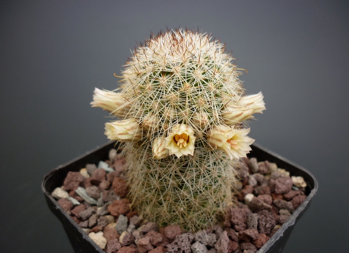 Mammillaria phitauiana SB 1259