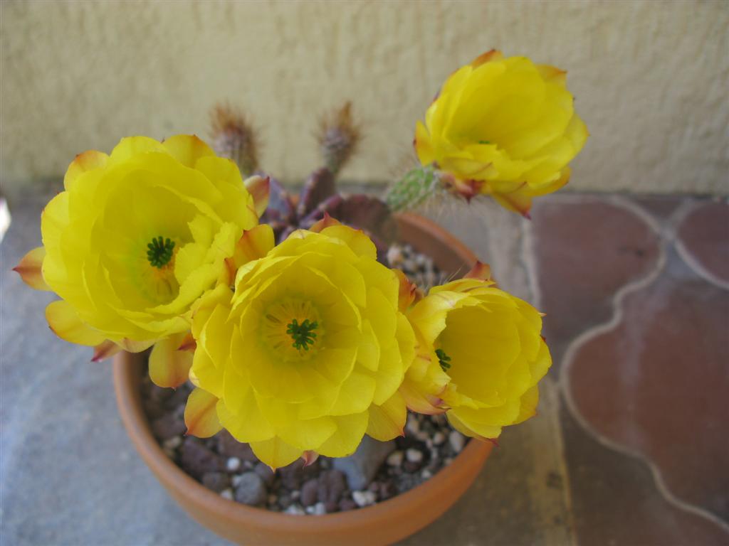 Echinocereus subinermis 