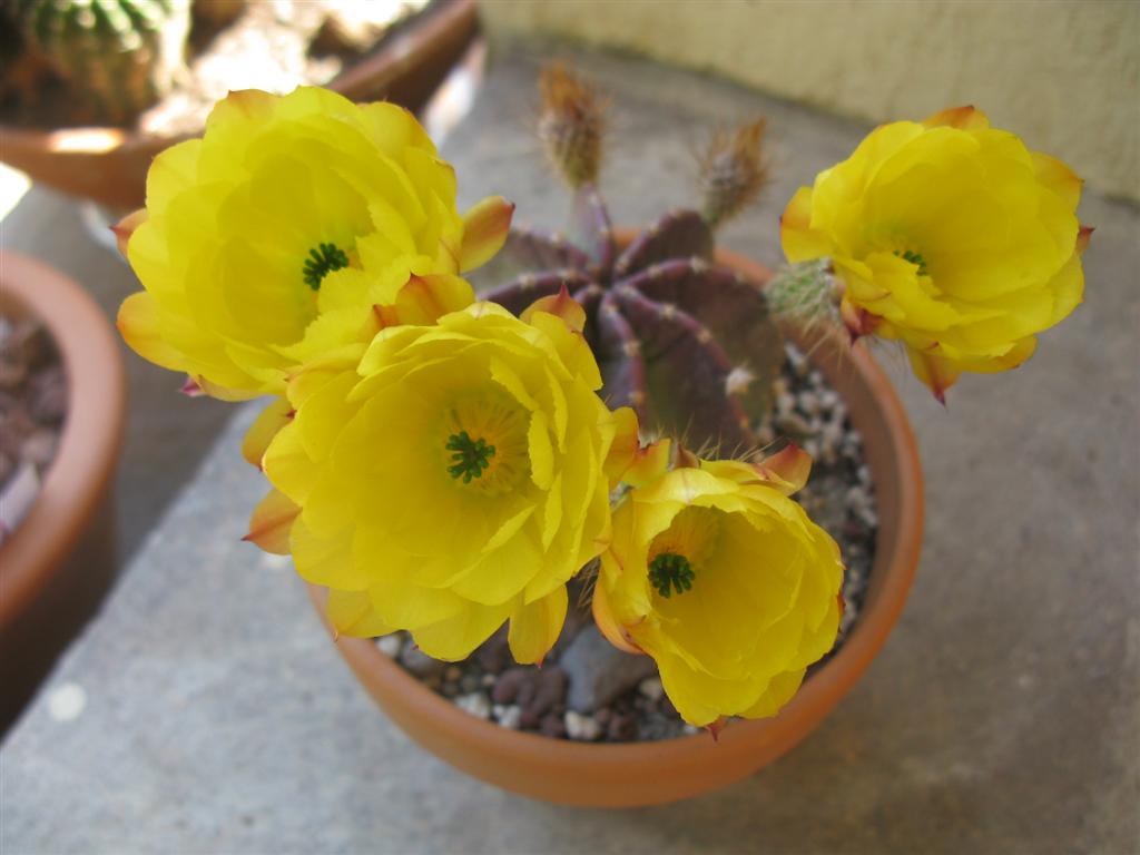 Echinocereus subinermis 