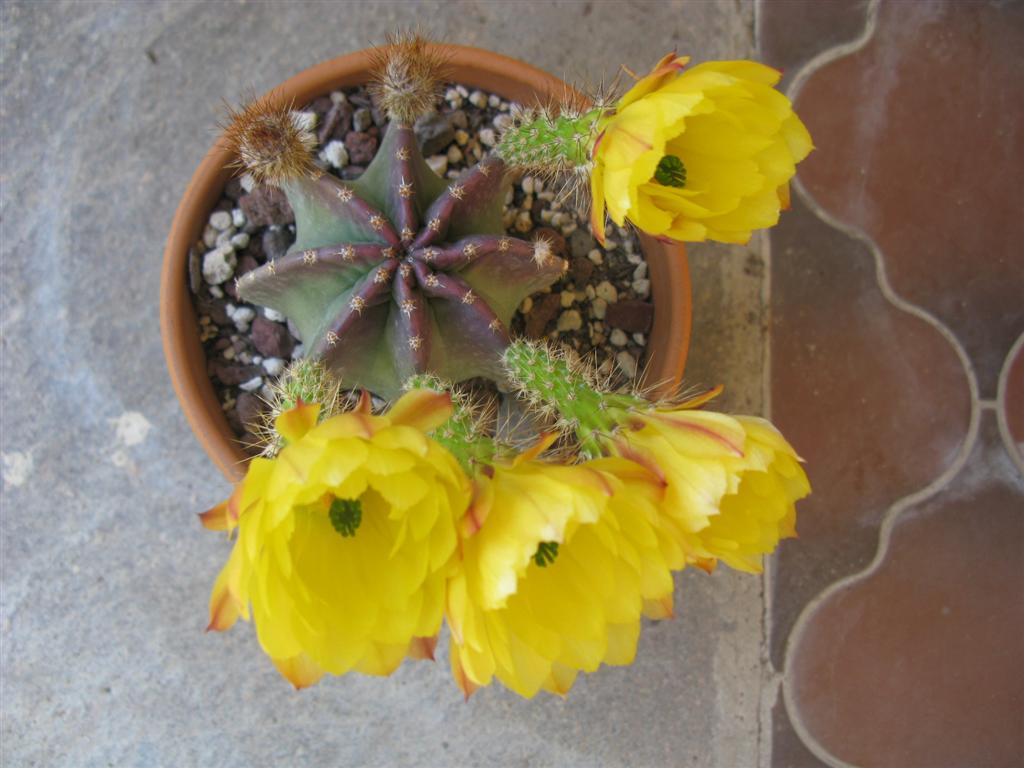 Echinocereus subinermis 