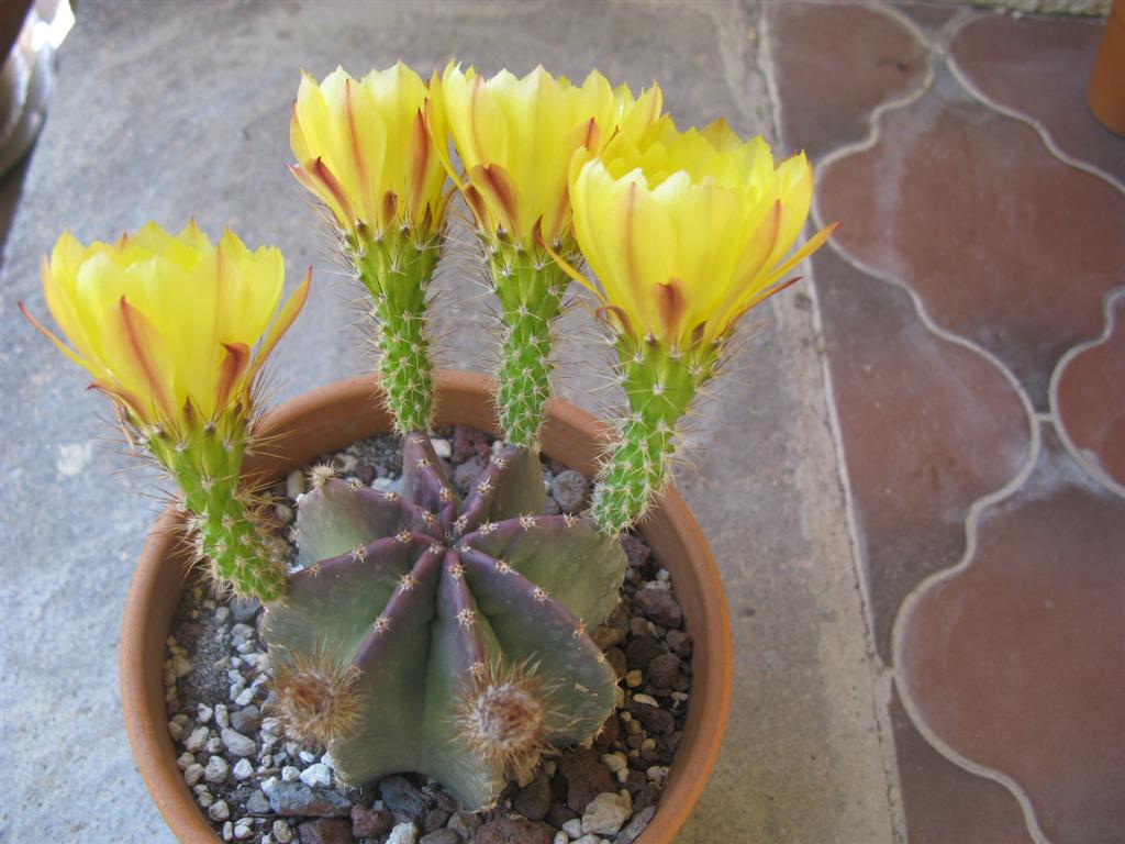 Echinocereus subinermis 