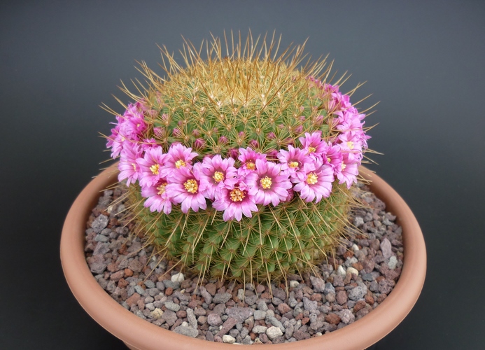 Mammillaria cv. ginsa-maru 