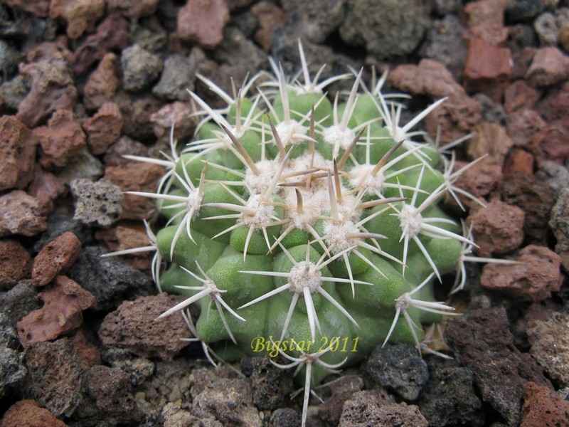 Copiapoa cinerascens OLV 16