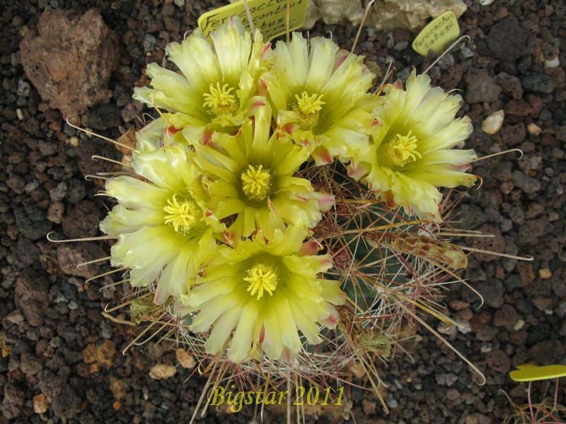 ferocactus hamatacanthus v. sinuatus