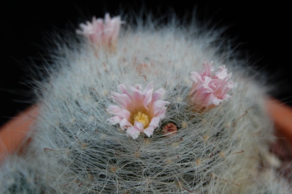 Mammillaria glassii ssp. ascensionis 
