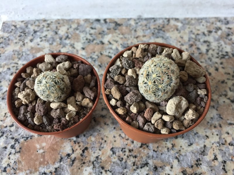 Mammillaria roemeri 