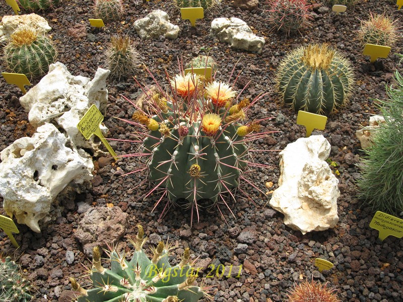 Ferocactus rectispinus SB 1700