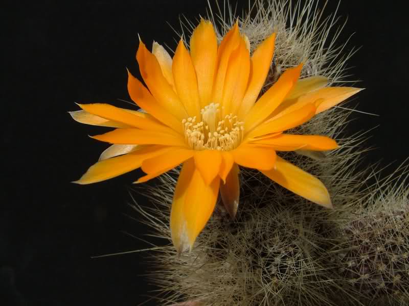 Rebutia einsteinii R509