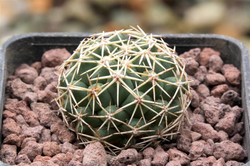 Coryphantha borwigii 