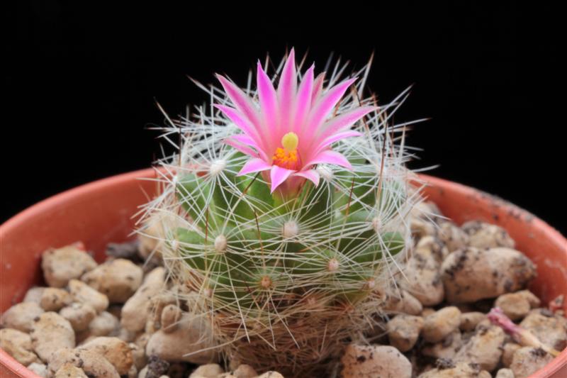 Mammillaria kraehenbuehlii 