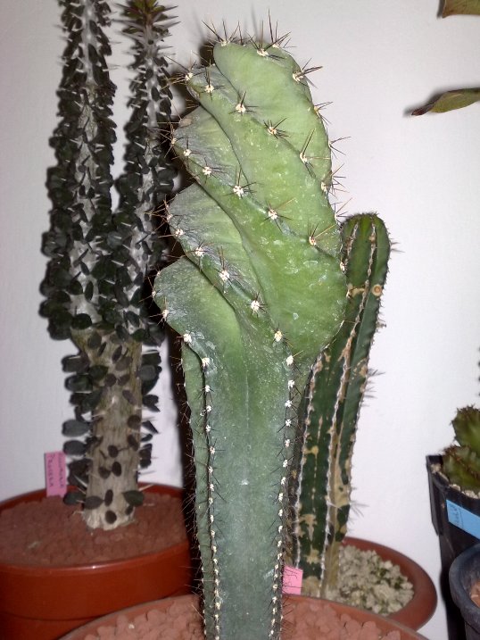 Cereus forbesii cv. Otto 