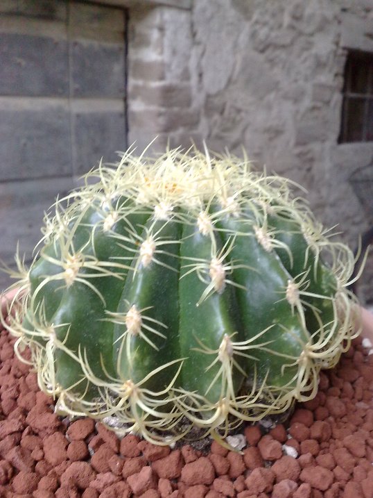 echinocactus grusonii cv. curly spine