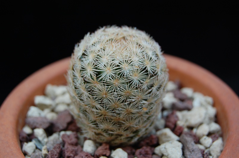 Mammillaria wohlschlageri SB 1965