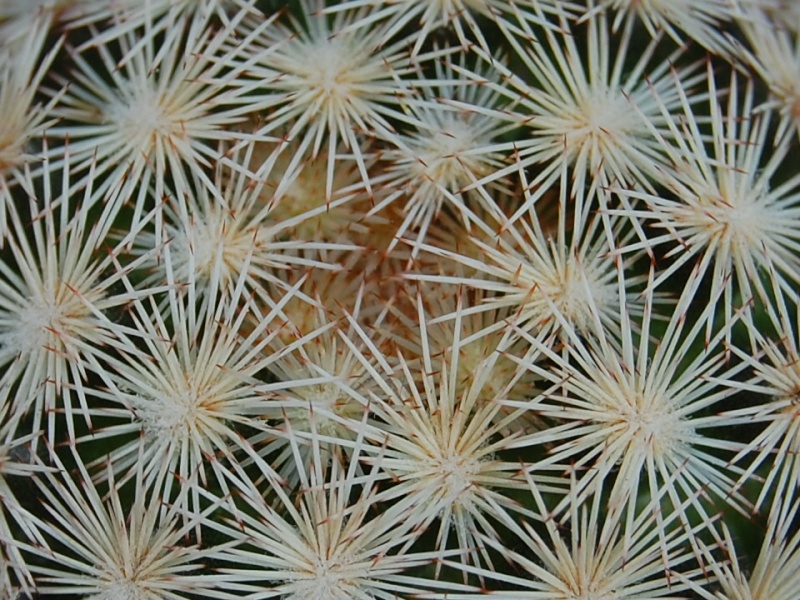 Mammillaria wohlschlageri SB 1965