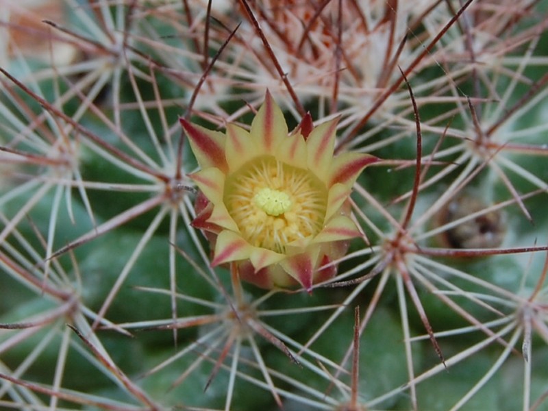 Mammillaria petrophila ssp. arida 