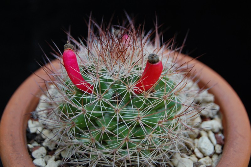 Mammillaria petrophila ssp. arida 