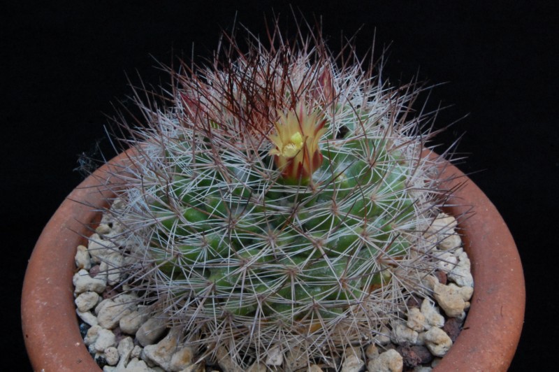 Mammillaria petrophila ssp. arida 