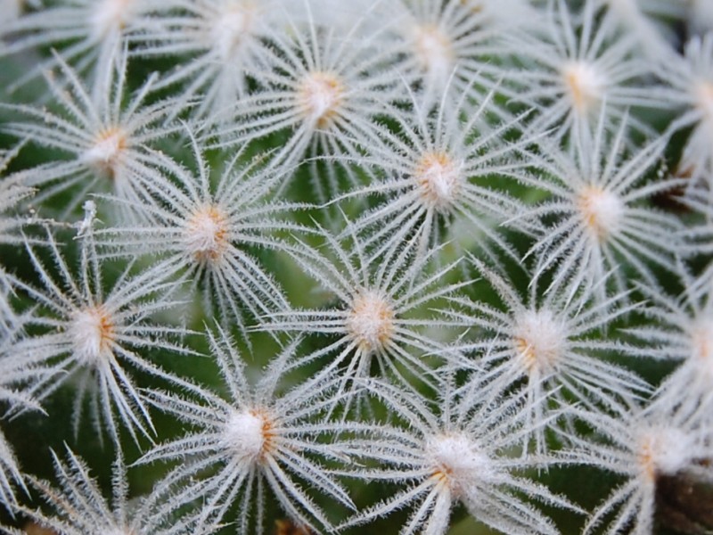 Mammillaria nana ssp. duwei 