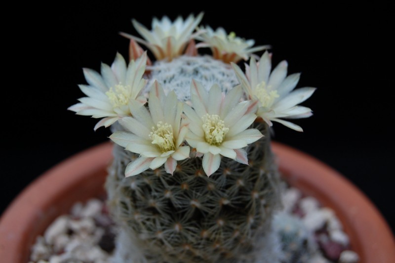 Mammillaria nana ssp. duwei 