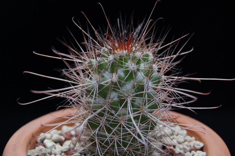 Mammillaria pondii ssp. maritima 