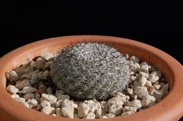 mammillaria brauneana 