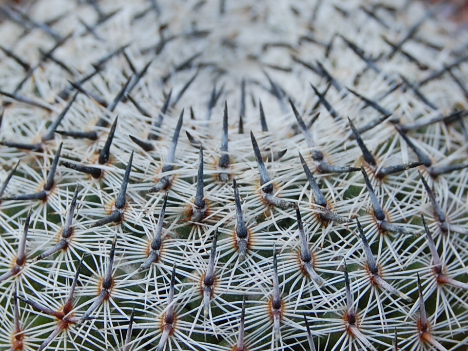mammillaria brauneana 