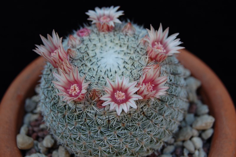 Mammillaria brauneana HP 91-20/33