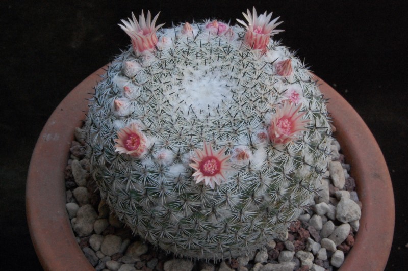 Mammillaria brauneana HP 91-20/33