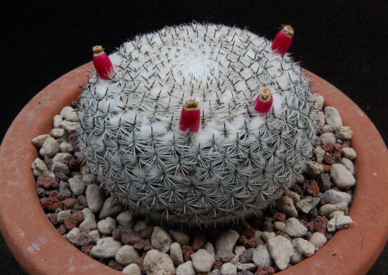 Mammillaria brauneana HP 91-20/33