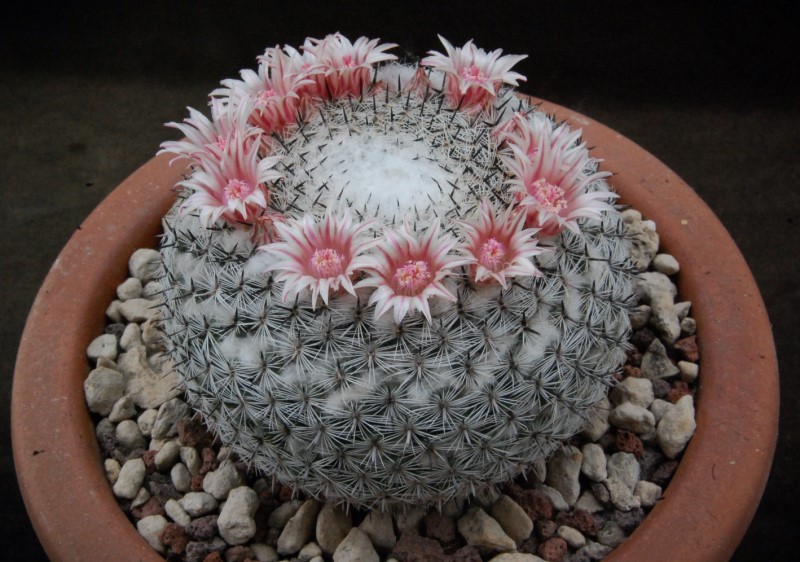 Mammillaria brauneana HP 91-20/33