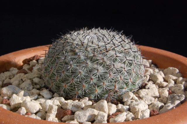 mammillaria brauneana HP 91-20/33