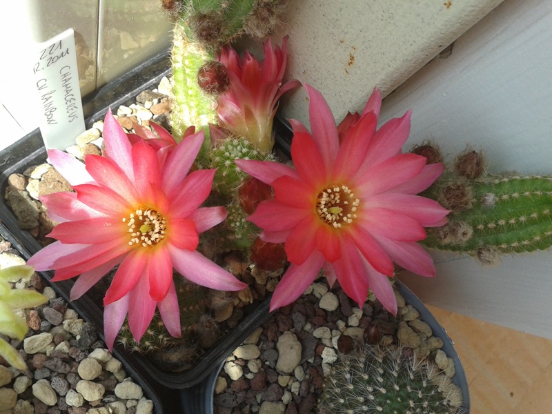 Chamaecereus cv. Rainbow 