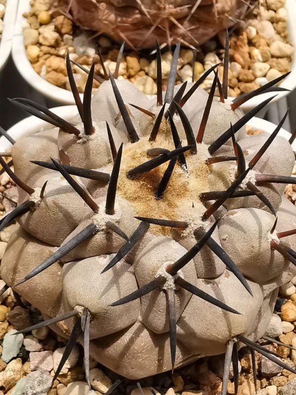 Copiapoa cinerea KK610