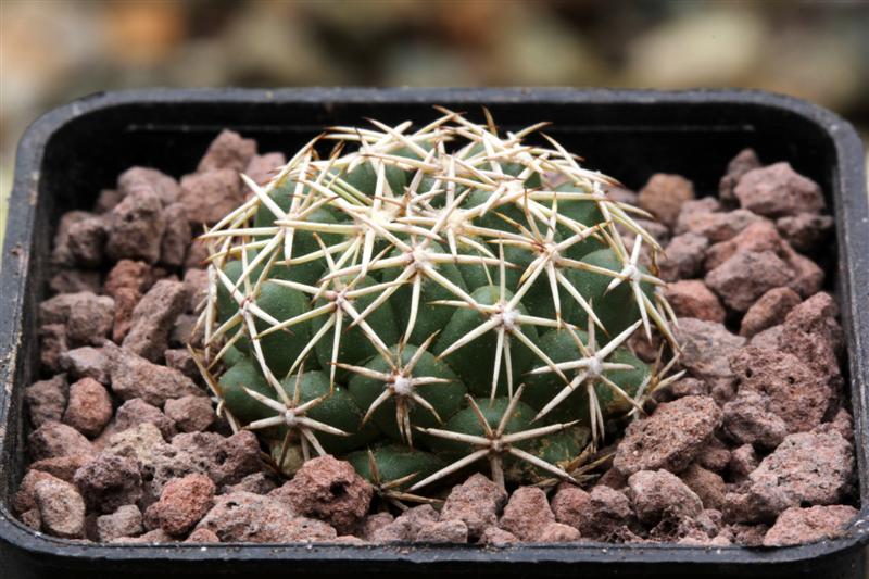 Coryphantha borwigii 