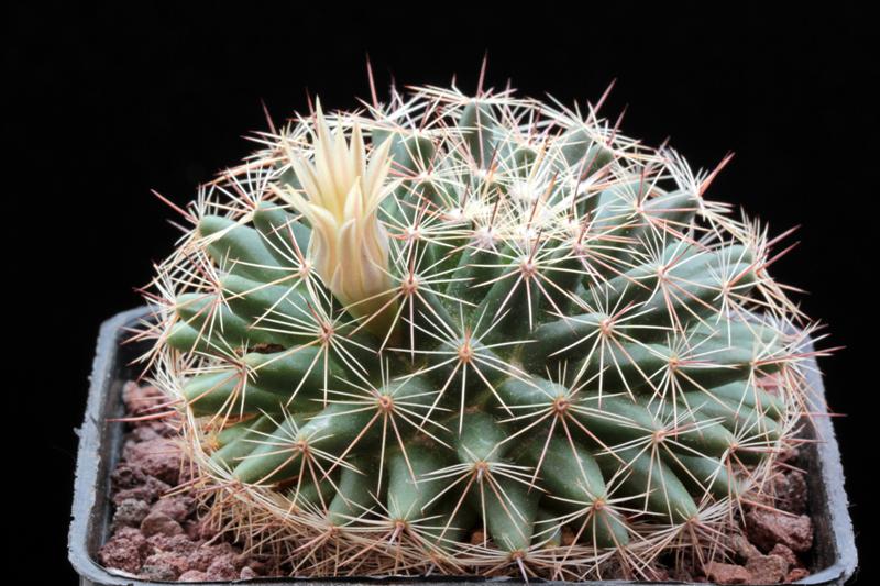 Mammillaria heyderi ssp. hemisphaerica CSD 202