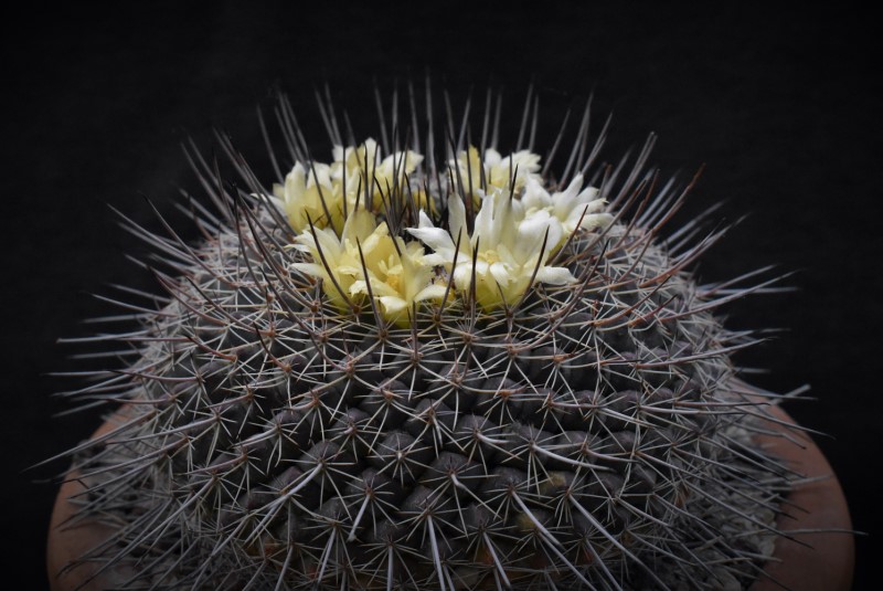 Mammillaria lindsayi 