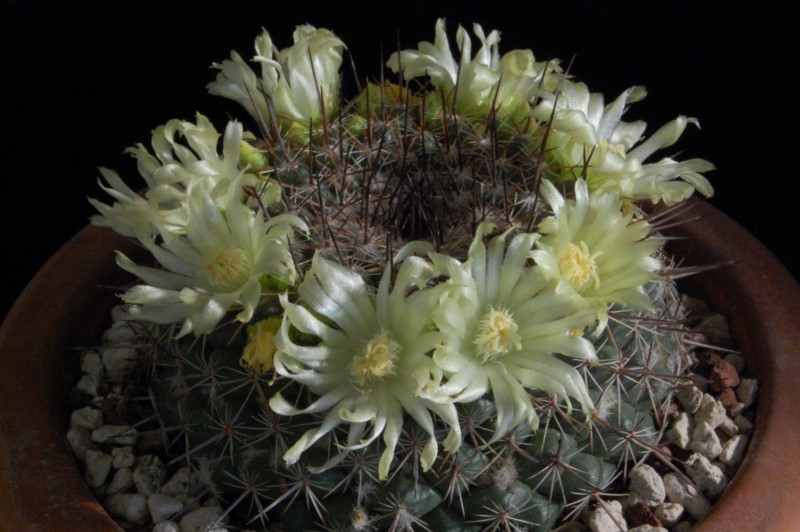 Mammillaria lindsayi 